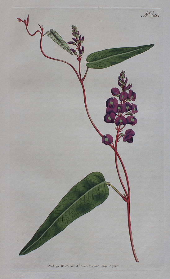 Australian Flora Drawing - 1794 Hardenbergia violacea by Curtis Botanical Magazine
