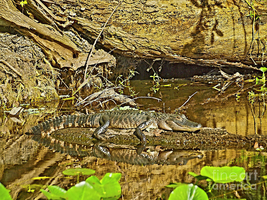 American Alligator 17fln053 Photograph