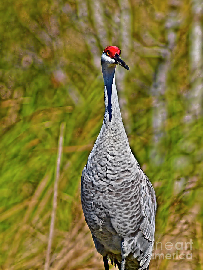 Greater Sandhill Crane 17FLn083 Photograph By Howard Stapleton Fine   17fln083 Howard Stapleton 