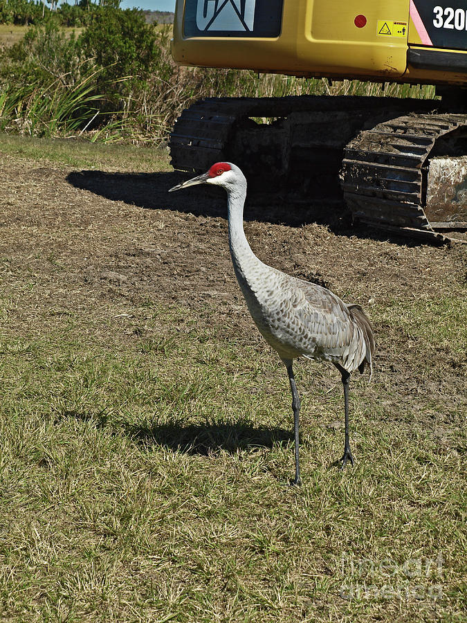 Greater Sandhill Crane 17FLn109 Photograph By Howard Stapleton Fine   17fln109 Howard Stapleton 