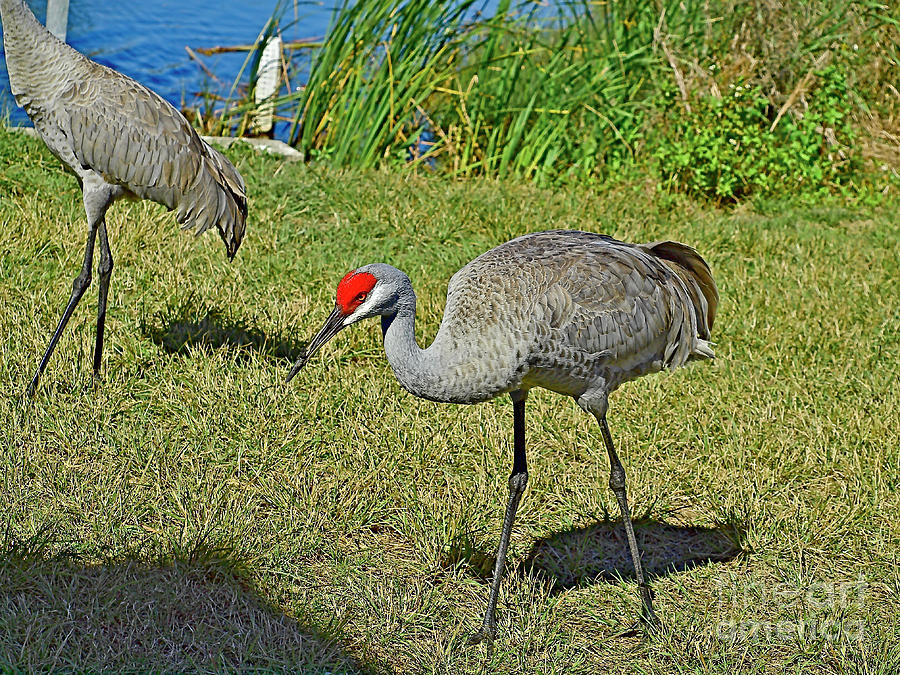 Greater Sandhill Crane 17FLn115 Photograph By Howard Stapleton Fine   17fln115 Howard Stapleton 