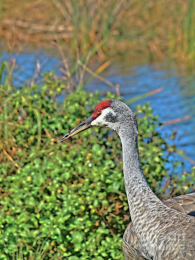 Greater sandhill crane 17FLn122 Photograph by Howard Stapleton - Fine ...