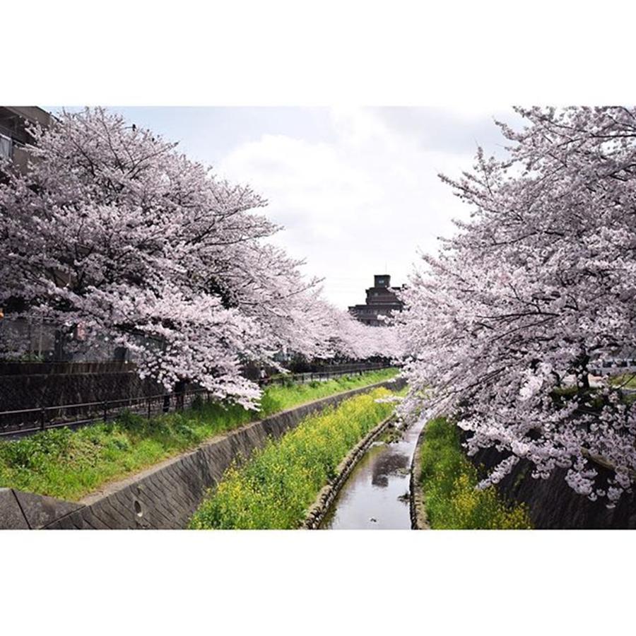Spring Photograph - #桜 #春 #福岡 #綺麗 #日本 #18 by Koki Takezawa