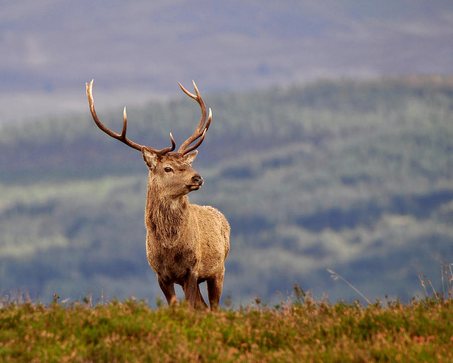  Red Deer Stag #18 Photograph by Gavin Macrae