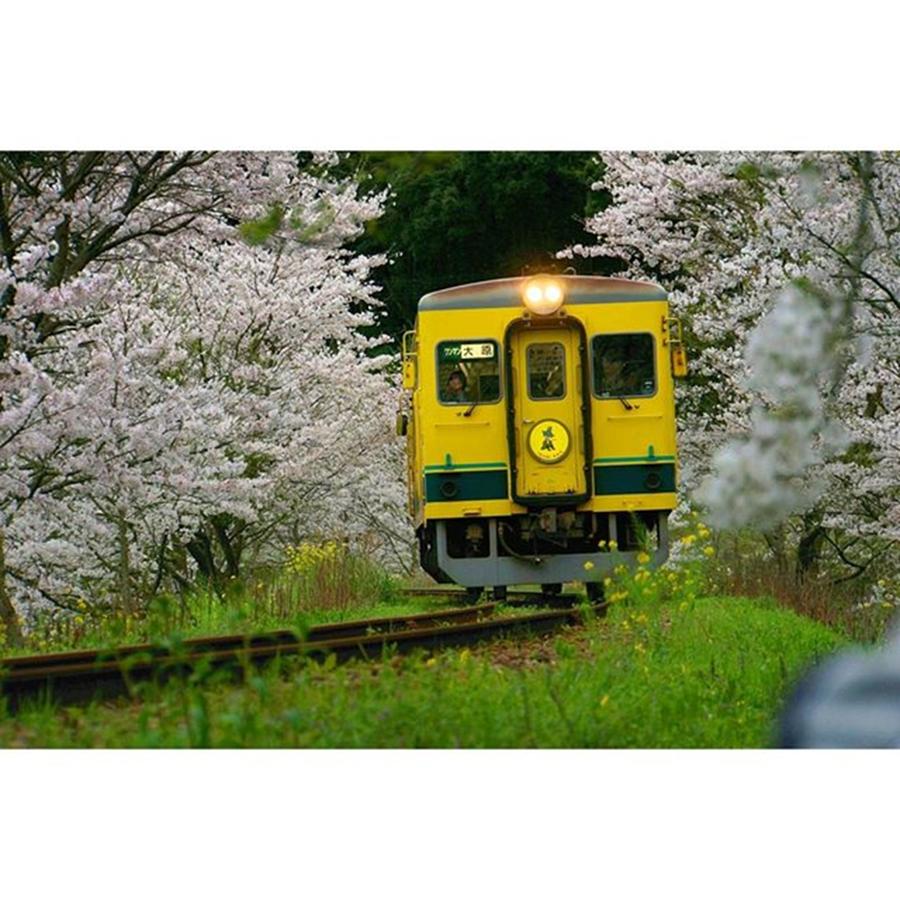 Cherryblossom Photograph - いすみ鉄道 #18 by Yanpon Yamamoto