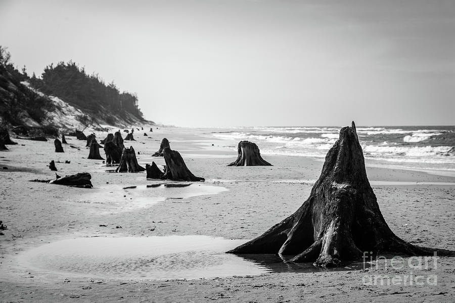 3000 years old tree trunks on the beach after storm. Slowinski National Park, Baltic sea, Poland #18 Photograph by Michal Bednarek
