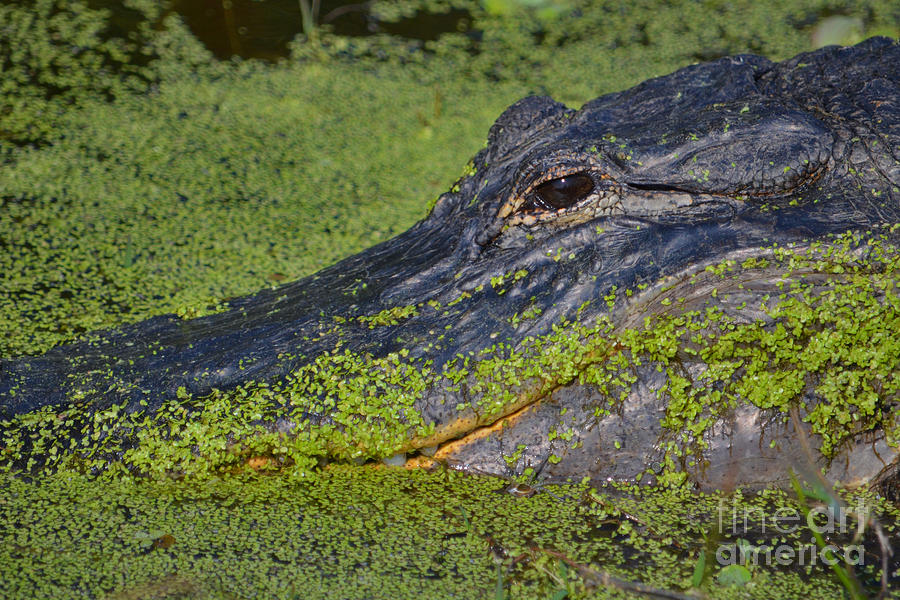 18- American Alligator Photograph by Joseph Keane