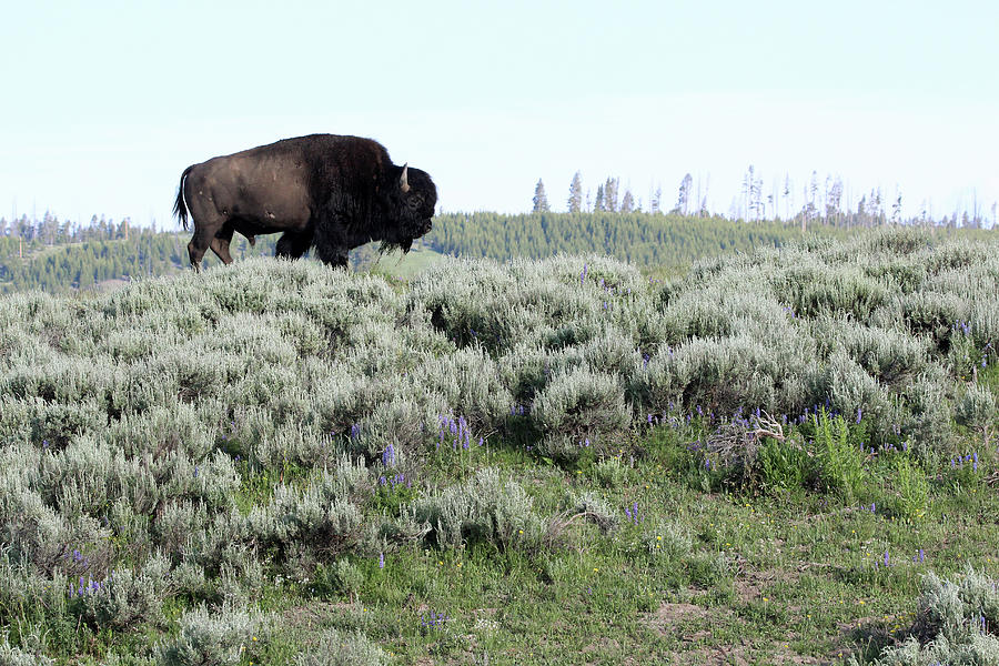 American Bison Yellowstone USA #18 Photograph by Bob Savage