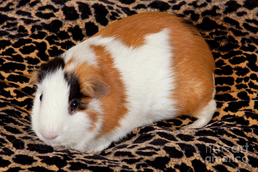 American Guinea Pigs - Cavia porcellus #18 Photograph by Anthony Totah