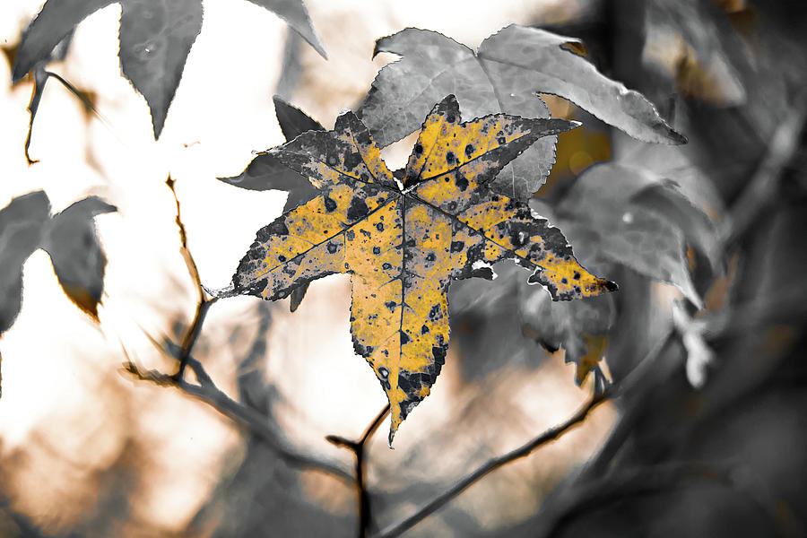 Autumn  leaves decorate a beautiful nature bokeh background with #18 Photograph by Alex Grichenko