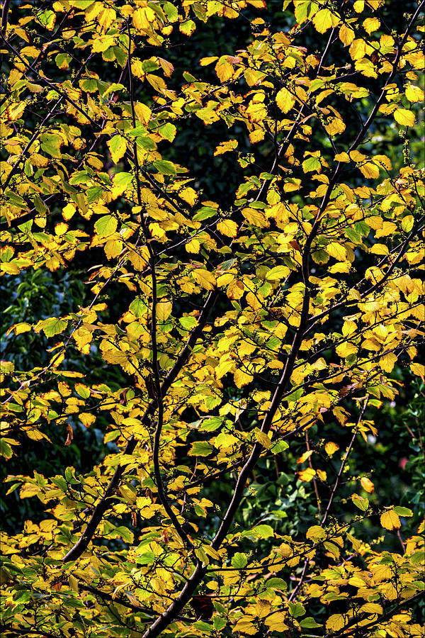 Autumn Leaves #18 Photograph by Robert Ullmann