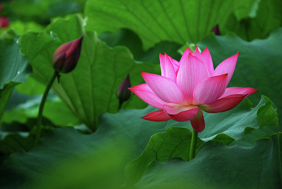 Blossoming lotus flower closeup #18 Photograph by Carl Ning