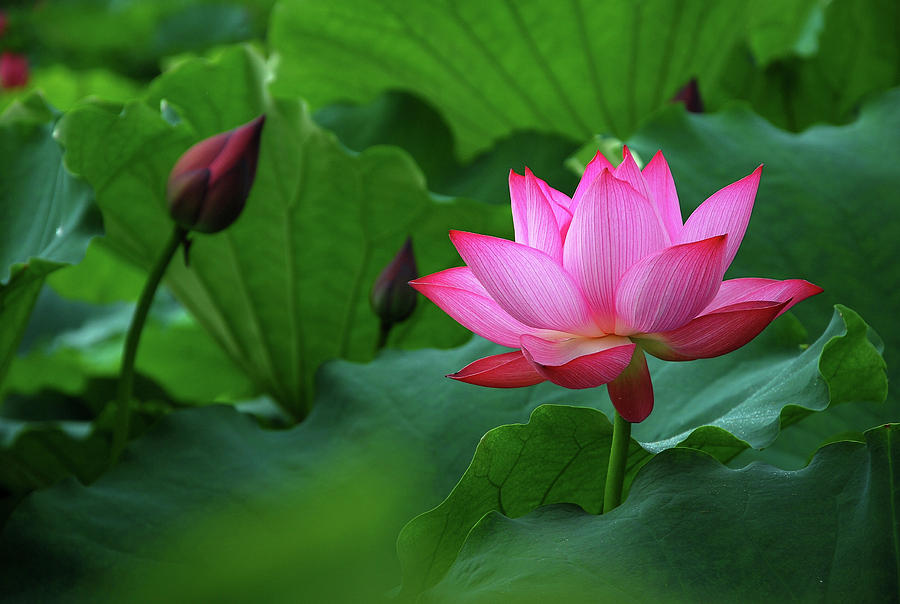 Closeup of lotus flower bud print by Jones & Shimlock