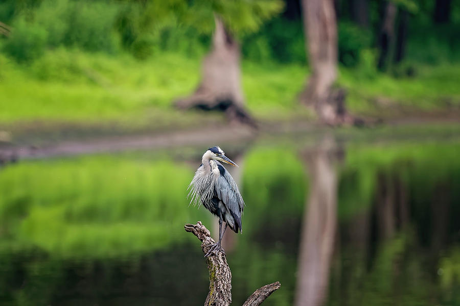 Blue Heron #18 Photograph by Peter Lakomy