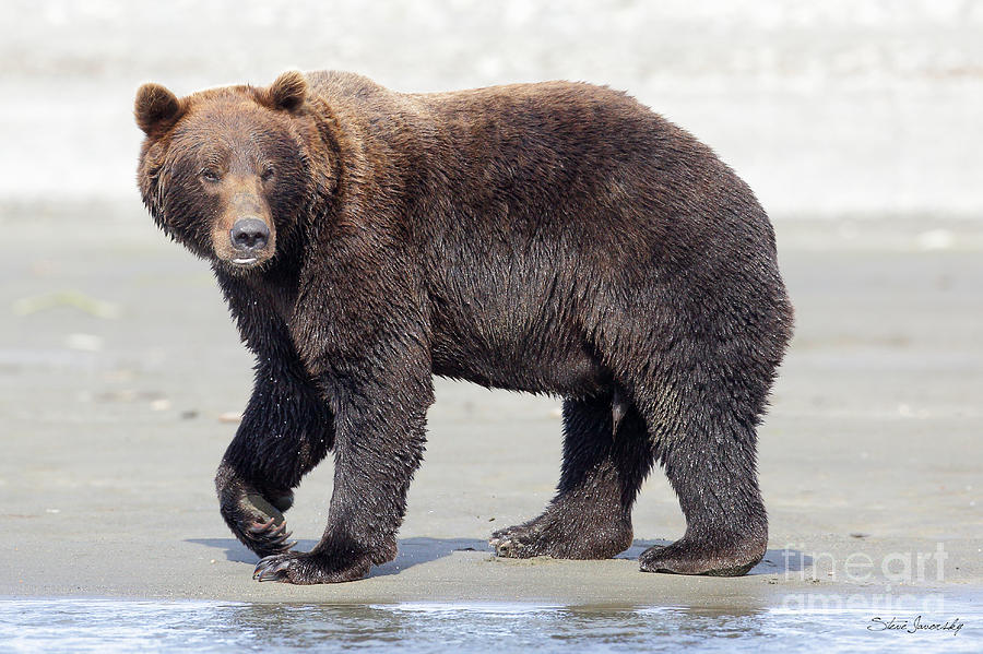 Brown Bear #18 Photograph by Steve Javorsky