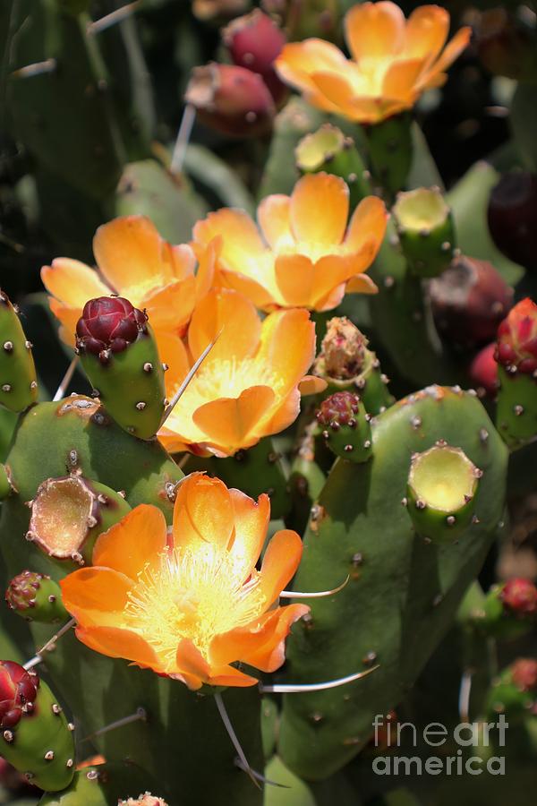 Cactus Flowers #18 Photograph by Douglas Miller