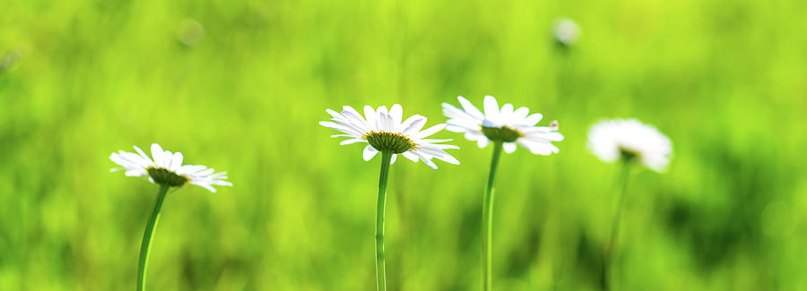 Daisy Flower Bloom On A Meadow In Summer #18 Photograph by Alex Grichenko