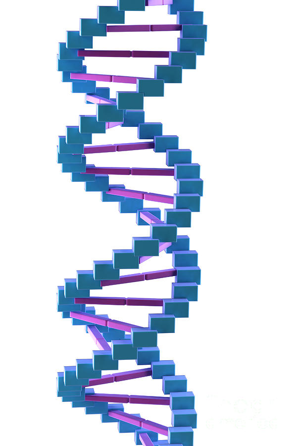 Dna Structure #18 Photograph by Science Picture Co