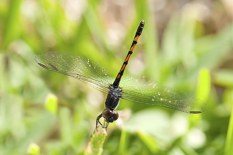 Dragonfly #18 Photograph by Gouzel -