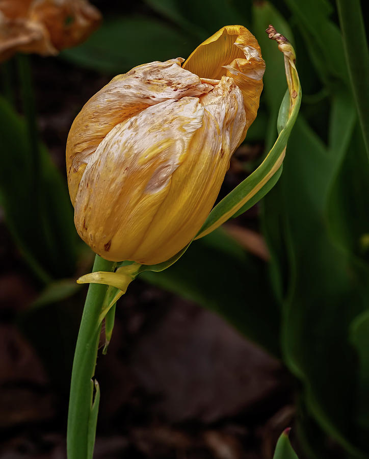 Dying Tulip Photograph by Robert Ullmann