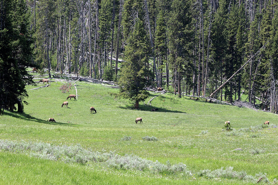 Elk Yellowstone USA #18 Photograph by Bob Savage