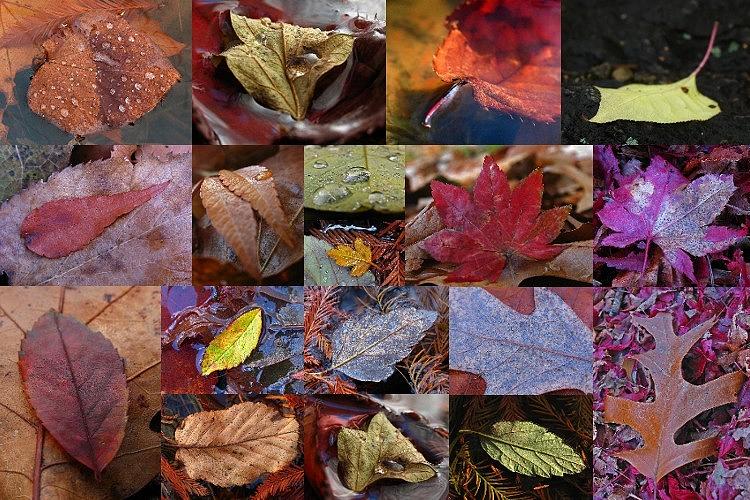 18 Examples of Beautiful and Inspiring Tree Leaf Photography Photograph by Juergen Roth