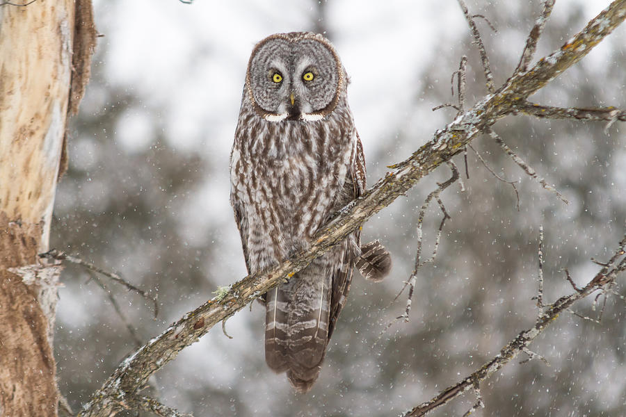 Great Grey Owl #18 Photograph by Josef Pittner