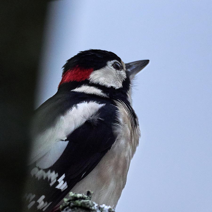 Great spotted woodpecker #18 Photograph by Jouko Lehto