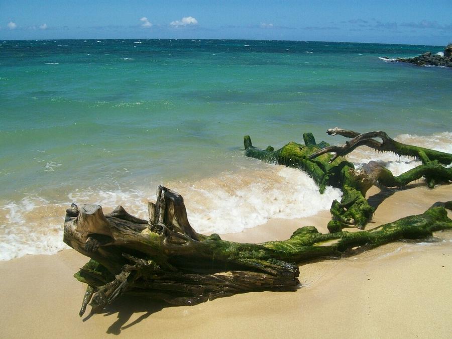 Beach Photograph - Hawaiian Beauty #18 by Sonya Wilson