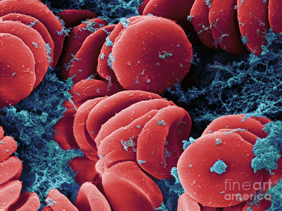 Human Red Blood Cells, Sem #18 Photograph by Ted Kinsman