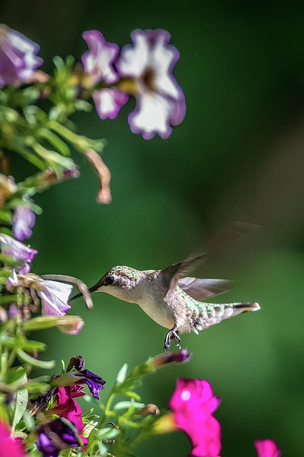 Hummingbird Found In Wild Nature On Sunny Day #18 Photograph by Alex Grichenko