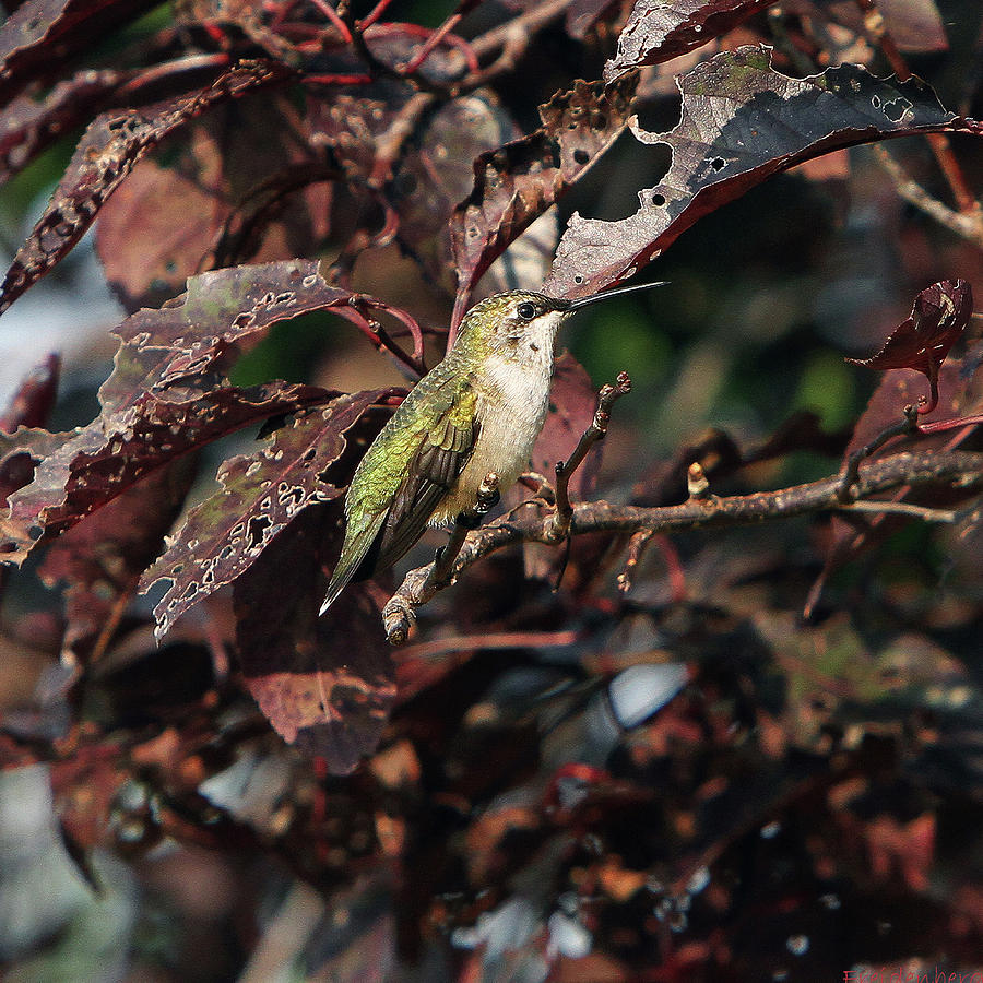 Hummingbird #18 Photograph by John Freidenberg