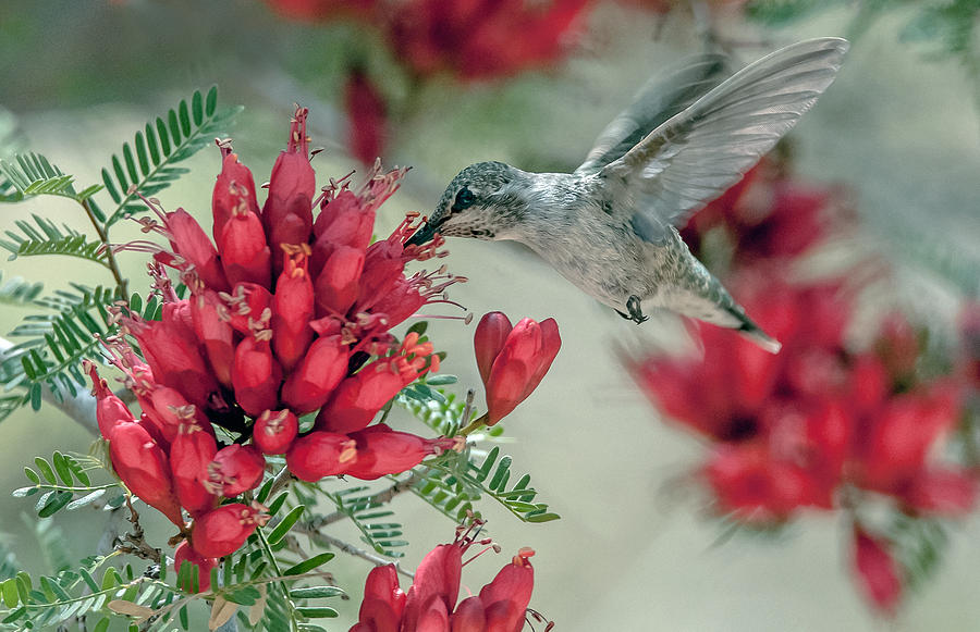 Hummingbird #18 Photograph by Tam Ryan