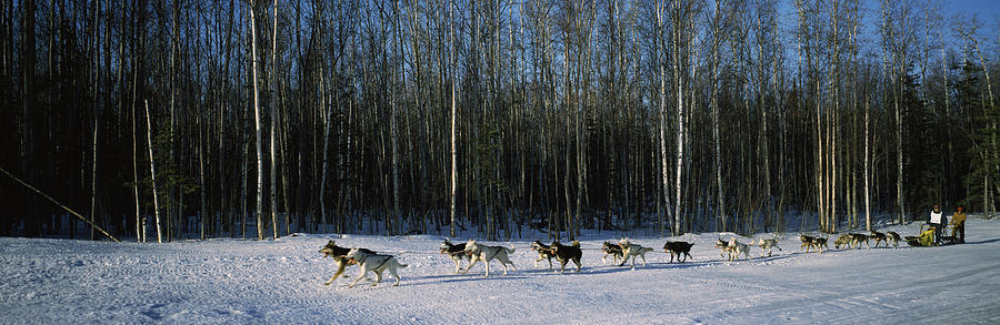 Husky Photograph - 18 Huskies Begin The Long Haul Of 1049 by Panoramic Images