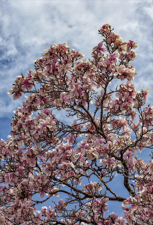 Magnolia Trees #18 Photograph by Robert Ullmann