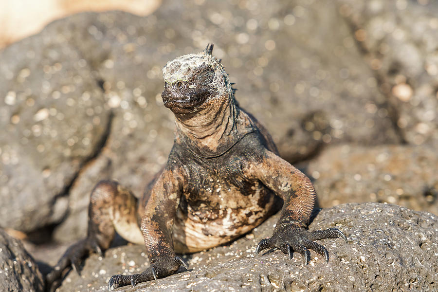 Marine Iguana on Galapagos Islands #18 Photograph by Marek Poplawski