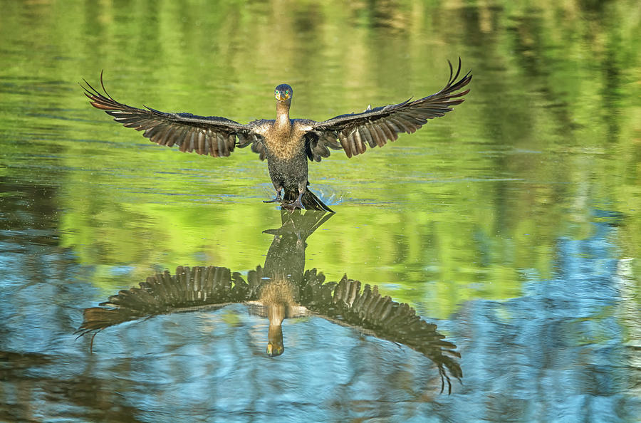 Neotropic Cormorant #18 Photograph by Tam Ryan