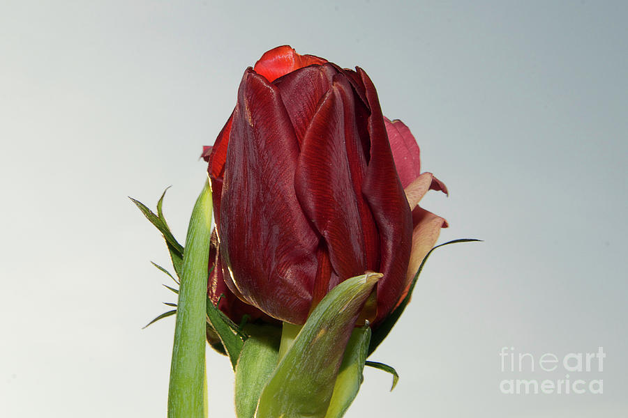 Flower Photograph - Nice Tulip #18 by Elvira Ladocki