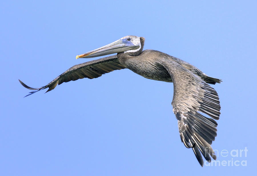 Pelican #18 Photograph by Marc Bittan