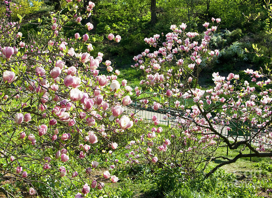 Pink magnolia #18 Photograph by Irina Afonskaya