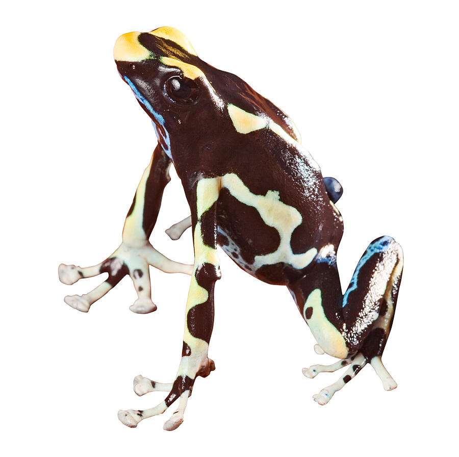 Poison Dart Frog #18 Photograph by Dirk Ercken
