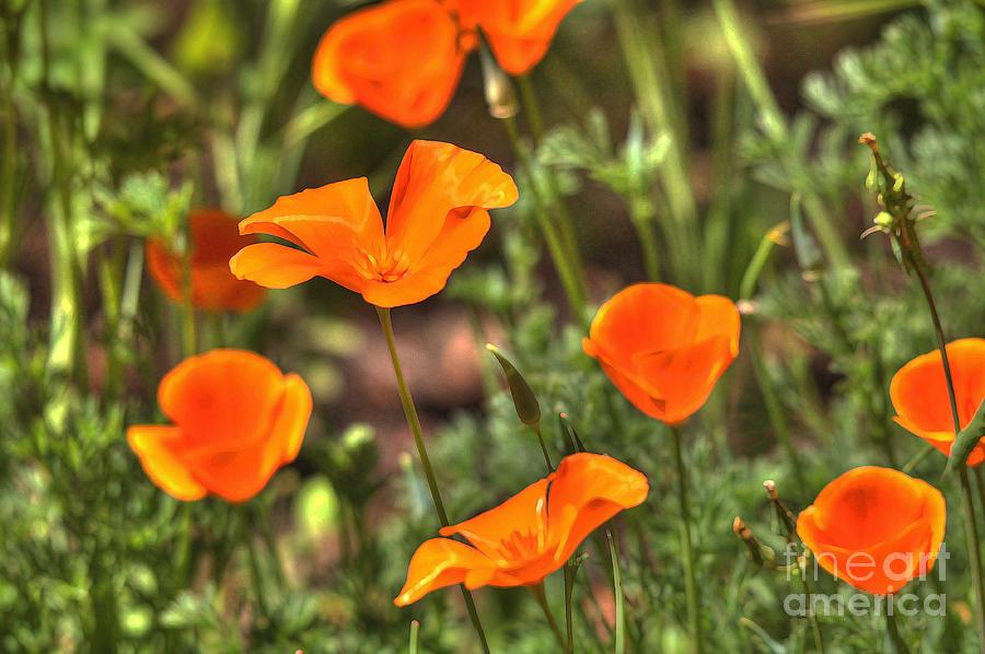 Poppies #18 Photograph by Marc Bittan