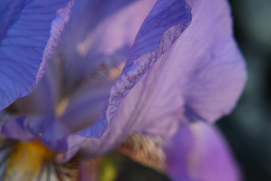 Purple Iris #18 Photograph by Curtis Krusie