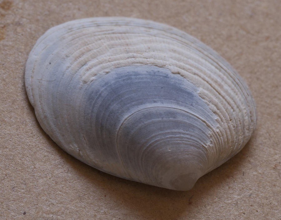 Sea shell #18 Photograph by Masami Iida