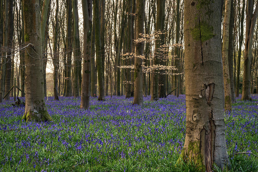 Flower Photograph - Stunning landscape of bluebell forest in Spring in English count #18 by Matthew Gibson