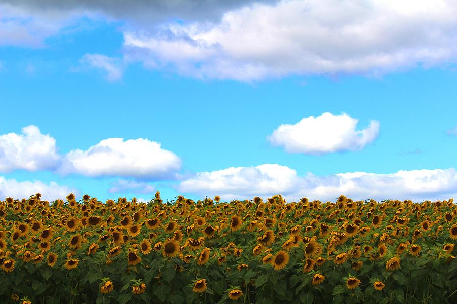 Sunflower #18 Photograph by Donn Ingemie