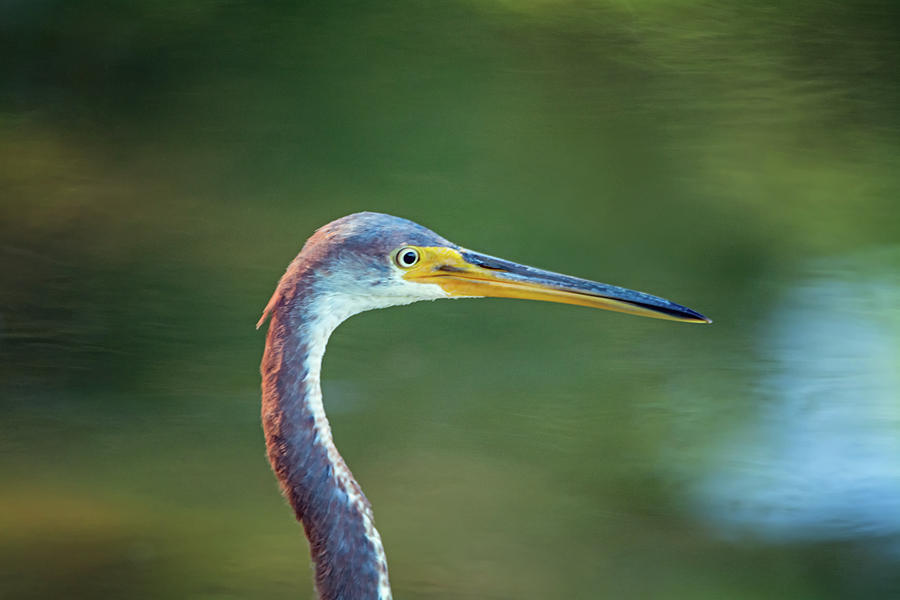 Tricolored Heron #18 Photograph by Tam Ryan