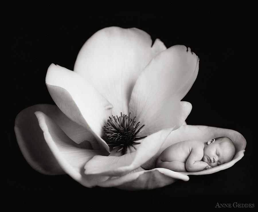 Black And White Photograph - Violet in a Magnolia by Anne Geddes
