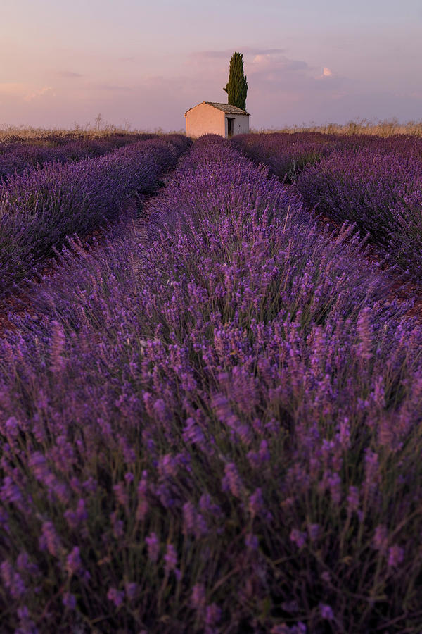 Valensole - Provence, France #18 Photograph by Joana Kruse