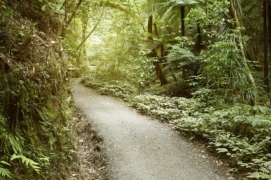 Jungle Photograph - Walking trail #18 by Les Cunliffe
